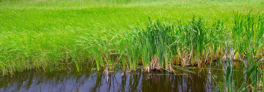 湿地生态系统概念是生态系统保护背景