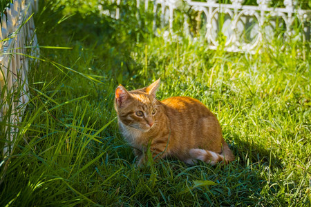 夏令营的可爱姜猫图片