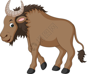 野生动物牛插图图片