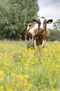 红白斑牛在草原上黄的花朵蓝在霍兰图片