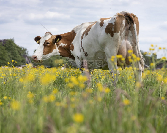 红白斑牛在草原上黄的花朵蓝在霍兰图片