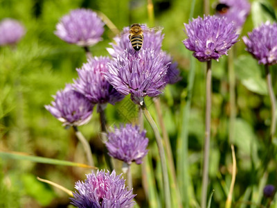 蜜蜂飞过一朵花图片