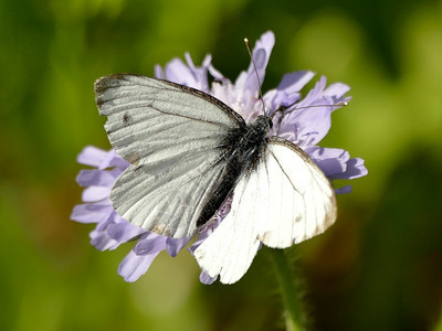 花朵上的白菜蝴蝶图片