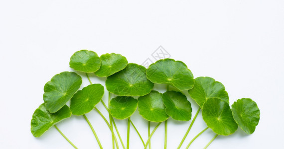青绿焦热亚氏叶或水半便士植物图片