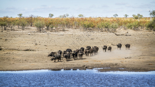 非洲水牛群跑去南部Kruge公园湖边的饮水非洲南部Kruge公园的非洲水牛Bovidae的SpciComptruscafer家庭图片
