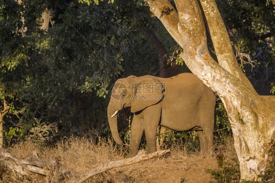 非洲灌木大象位于非洲南部的Kruge公园非洲大象家族的Speciloxdntafricn家庭图片