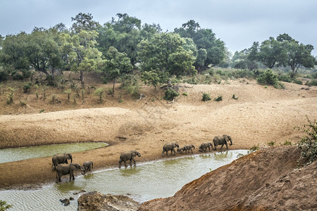 非洲灌木大象的一小群非洲灌木大象在南部Kruge公园的河岸上行走非洲大象的家庭图片