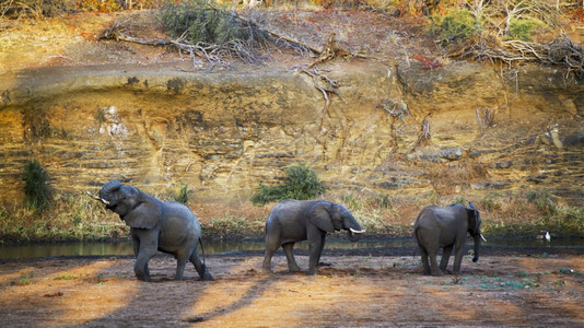 南非洲Kruge公园河岸三头非洲灌木大象的非洲家庭图片