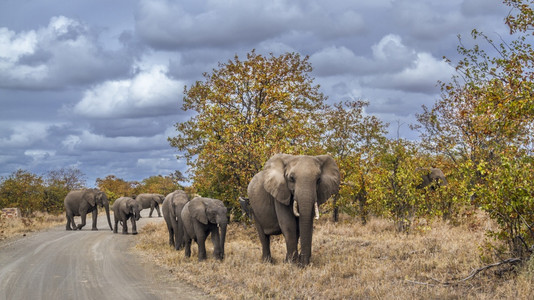 非洲灌木大象家庭穿越非洲南部Kruge公园的fari路口非洲大象的Speciloxdntafricn家庭图片