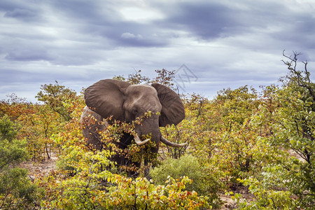 非洲灌木大象在南非洲Kruge公园的秋色灌木中行走非洲大象的家庭图片