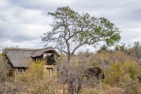 非洲灌木大象靠近非洲南部Kruge公园的农教小屋非洲大象家族灌木大象南部Kruge公园图片
