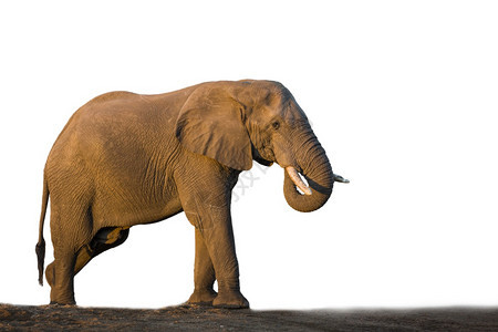 非洲灌木大象在南部非洲Kruge公园被白种孤立大象的非洲家庭图片