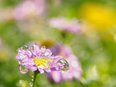 粉红色的小花与绿色背景的雨滴在空间中的特写图片