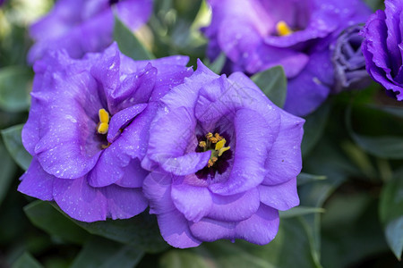 在阳光明媚的夏日或春花朵紫色图片