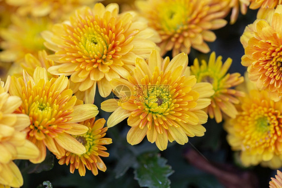 在植物园的花朵中阳光明媚的夏天或春装饰日黄色花朵图片