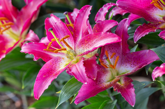 在阳光明媚的夏日或春花园里朵有亚利沙李丽花或粉色朵图片