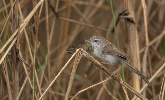 沼泽的草原或始植物稀有的鸟类在野外可以看见和拍照锡卡区克瓦公园上萨姆印地亚图片