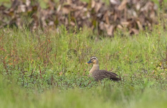 东部露天鸭或鸭Aaszonrhycamguribeldirusakhow公园锡木卡区上萨姆India图片