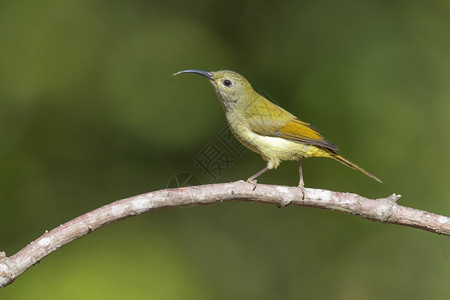 雌绿尾的太阳鸟雌黄青亚马逊尼巴勒西人瓦隆阿鲁纳恰尔人印地亚图片