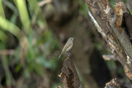 印度阿鲁纳恰尔邦瓦隆的喜马拉雅蓝尾雌蜥蜴图片