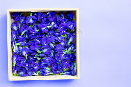 紫色背景木箱中的蓝蝴蝶花复制空间图片