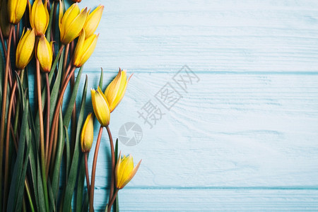 蓝色背景的美丽黄郁金香图片