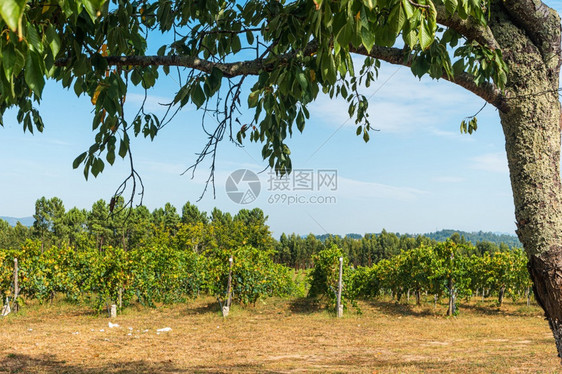 一群成熟的红葡萄挂在绿叶树上图片