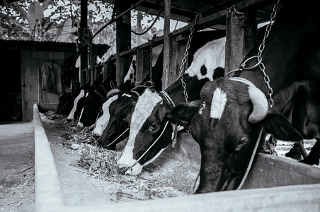 农场的母牛食用粮草图片