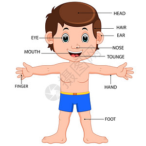 海报内衣男身体部位图示海报插画