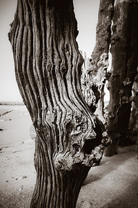 圣马洛布里塔尼弗朗特黑白摄影中的木破水细节圣马洛弗朗特的木破水细节图片