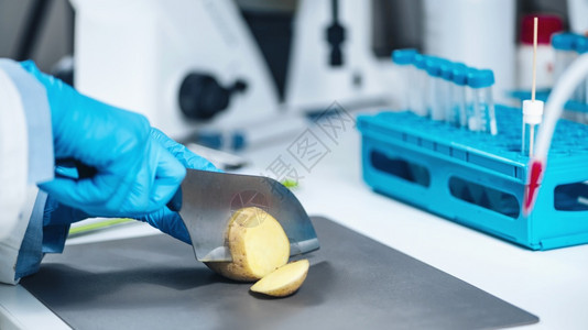 实验室食品安全检查员在马铃薯中寻找硝酸盐图片