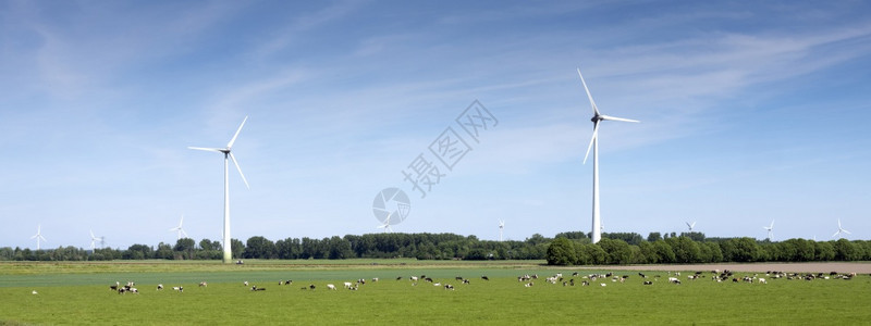春天在蓝下佛莱沃兰的杜特奇省蓝天下风力涡轮机附近发现奶牛和绿树图片