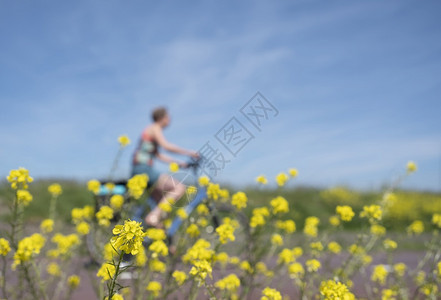 女人在蓝天下穿过春花在荷兰河边佛莱沃省的杜特奇夏季风景中图片