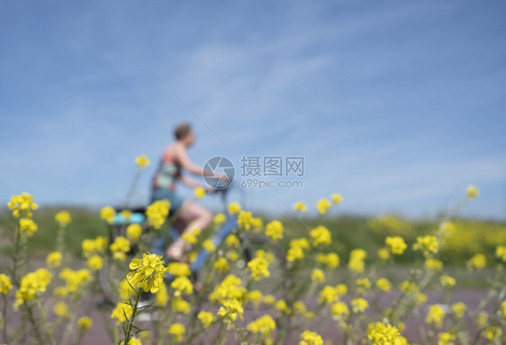 女人在蓝天下穿过春花在荷兰河边佛莱沃省的杜特奇夏季风景中图片