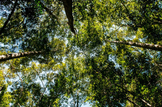 深热带森林中的红绿树在phuKradengloithalnd对天图片