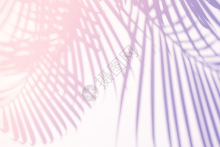 夏日棕榈叶树叶热带棕榈树的叶在糊梯度纹理背景上自然阴影覆盖用于产品展示背景和模型夏季节概念最低趋势风格背景