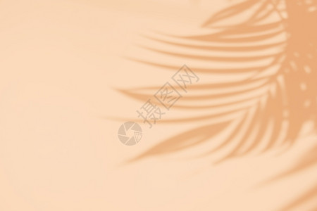 橙色纹理背景上自然的树棕榈叶阴影覆盖产品展示背景和模型夏季节概念最低趋势风格上覆盖图片