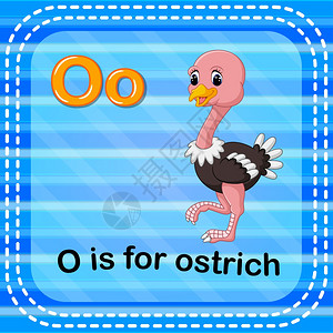闪卡字母o代表ostrich图片
