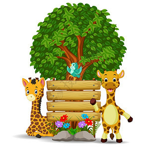 两只长颈鹿在空木牌前图片