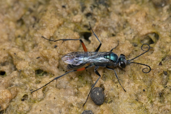 蟑螂黄蜂安普利克斯压缩机安普利西达罗南萨塔拉马哈施特因迪亚图片