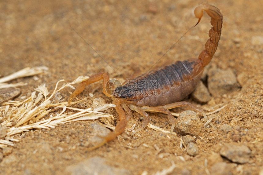 印度红蝎子热坦托塔罗南马哈拉施特印地安
