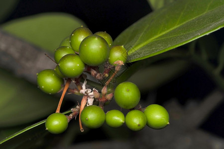 白菜果ziphusmaritnrhmcestrmhstind图片素材