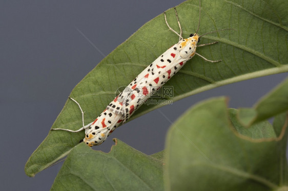 斑蛾印度马哈拉施特拉邦隆兰白蛉科图片