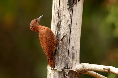 树上的木皮钉小胸针木头卡纳塔印地亚图片
