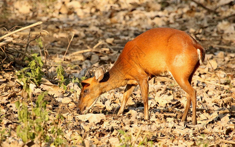 雌鹿叫食草松鼠鼻孔公园卡纳塔因迪亚图片