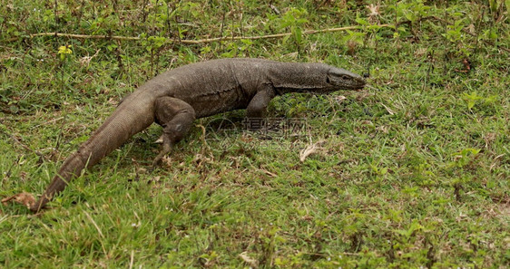 公园的印度山顶蜥蜴瓦兰努斯宾加林西邦迪普尔公园喀纳塔卡印地亚图片