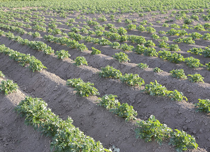 阳光下田野上长排土豆蔬菜植物图片