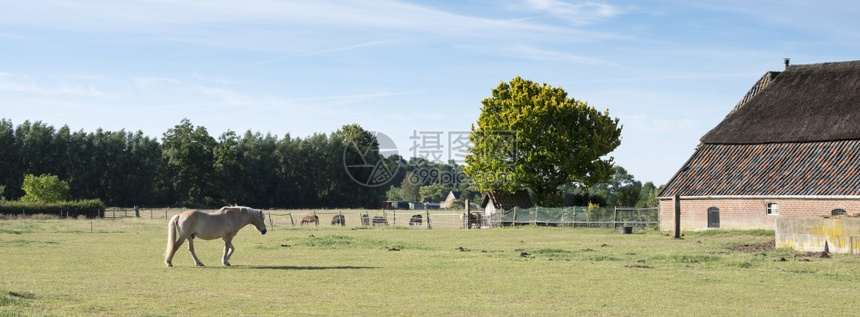 和马的老农场在荷兰河内地德丁化学附近的杜特赫阿胡克图片