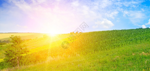 绿地太阳和蓝天空农业景观宽幅照片图片