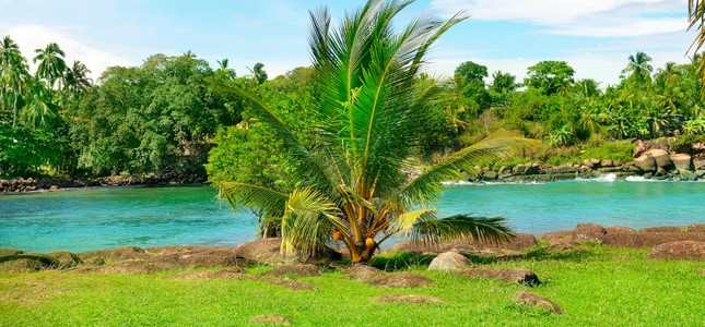 湖椰子棕榈和红树林概念是旅行图片